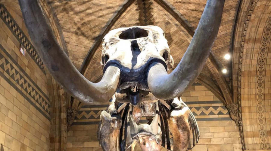 La chasse a façonné notre histoire, elle est ancrée au plus profond de nos gènes et a su évoluer tout au long des millénaires.