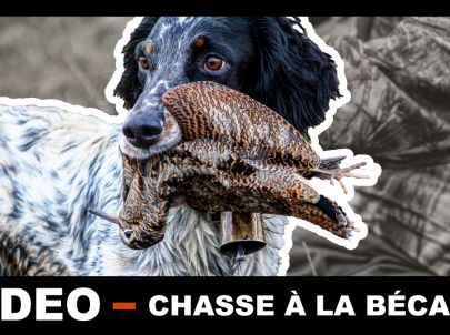 Chasse à la bécasse en Bretagne avec toute l'équipe de Frères de chasse. Chasse avec deux Setters.