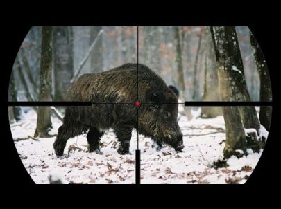 1 Sanglier & 1 Brocard en Battue - Chasse HD