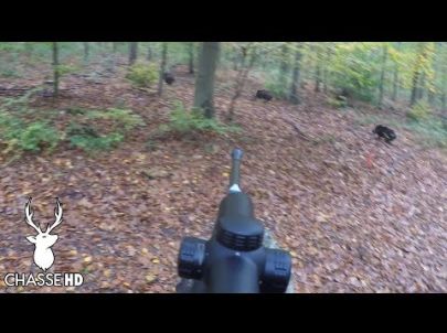 Chasse en Battue - Comment louper des sangliers à 10 mètres !!! Chasse HD