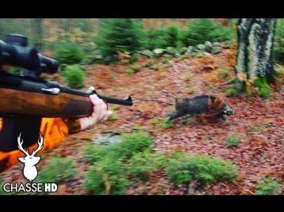 Chasse aux Sangliers en Battue au Poste - Chasse HD