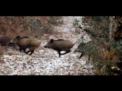 Chasse en Battue de Grand Gibier : Mes plus beaux moments - Chasse HD