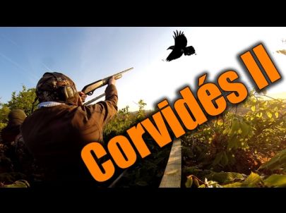 Chasse aux corvidés - 2ème partie - Chasse HD