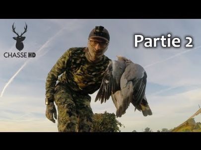 Très bon Spot de Chasse aux Pigeons Ramiers - Partie 2 - Chasse HD