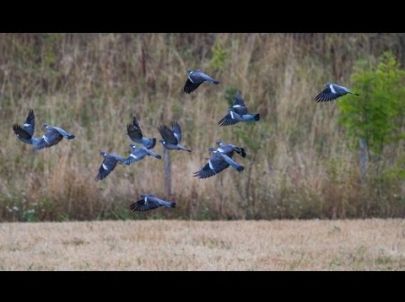 Ouverture 2012 aux pigeons - Chasse HD