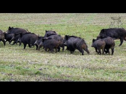 Belle compagnie de sangliers en caméras embarquées - Chasse HD