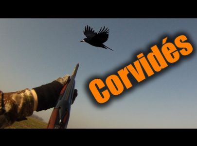 Chasse aux corvidés - 1ère Partie - Chasse HD