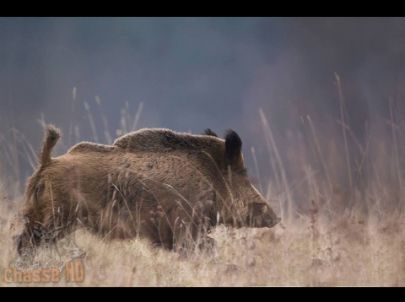 Chasse aux sangliers en battue - Triple caméras embarquées - Chasse HD