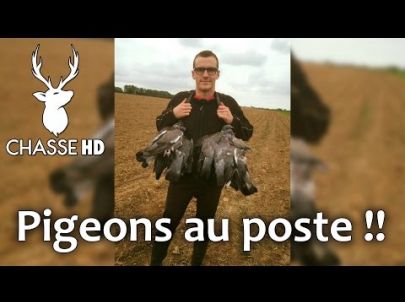 Chasse du pigeon aux formes - Multi-caméras - Chasse HD