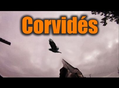 Grosse Chasse aux Corvidés - Mutli-Caméras - Chasse HD