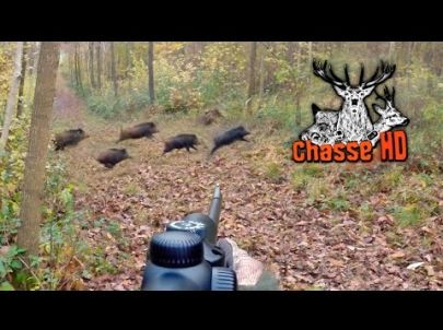 Ma plus belle battue de sangliers - Chasse HD