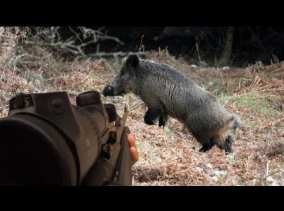 Chasse en Battue de Sangliers - Multi-Caméras - Chasse HD