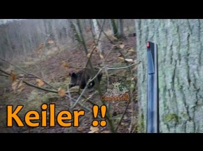 Tir d'un Keiler de 124 kilos en Battue + Cervidés - Chasse HD