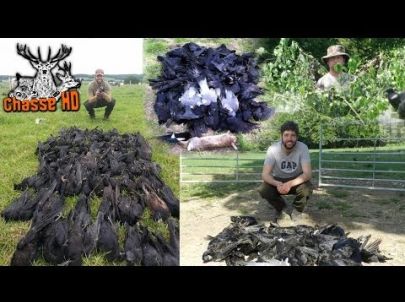 300 Corbeaux en 3 jours avec Mark Gilchrist - Chasse HD