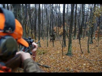 Chasse aux Sangliers en Battue - Des compagnies dans mes pieds - Chasse HD